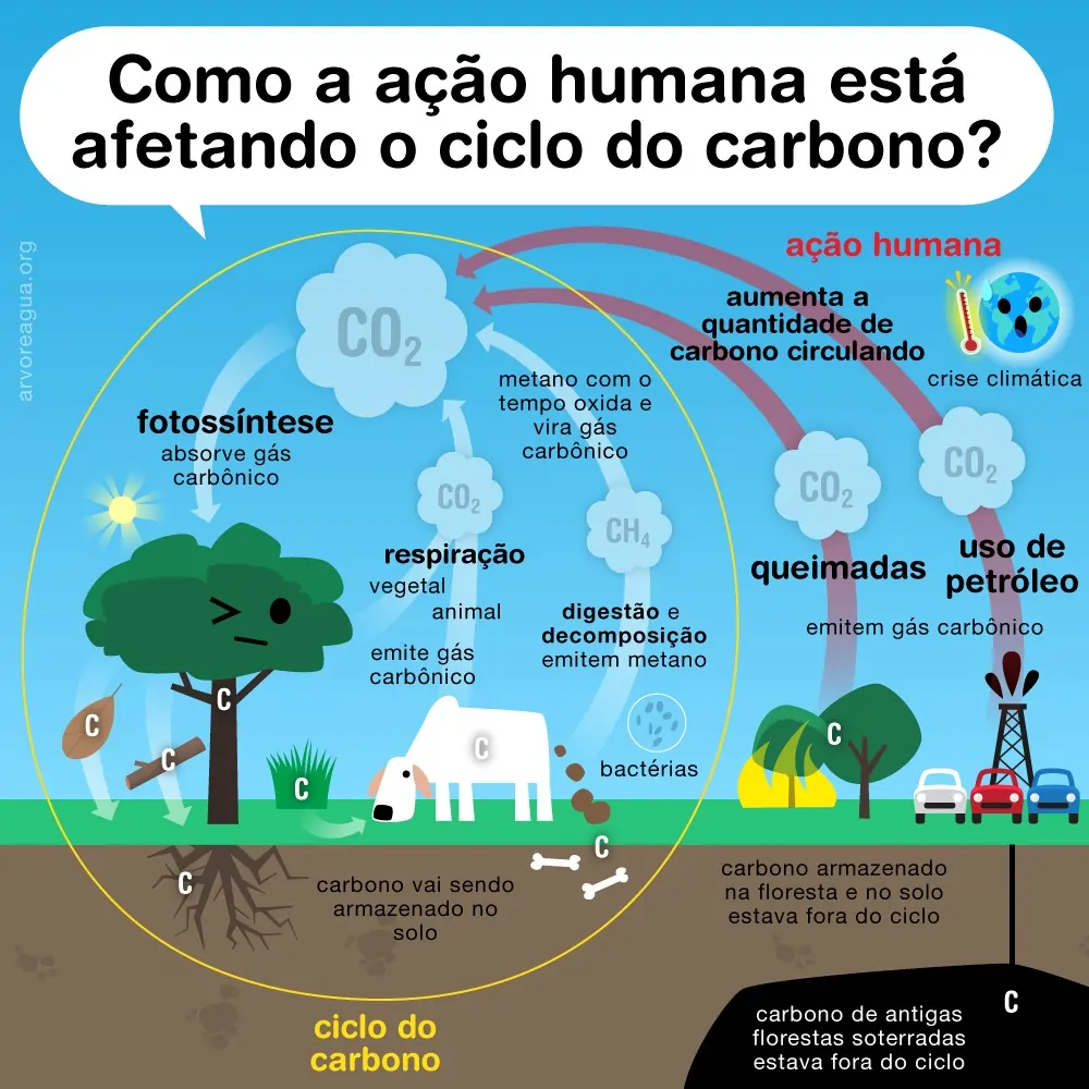 O ciclo do carbono é mostrado nas relações que acontecem dentro do círculo amarelo na imagem e tem a função de manter o equilíbrio de carbono na natureza, reciclando este elemento na atmosfera, litosfera, hidrosfera e biosfera. Como o dióxido de carbono atmosférico está ligado a taxa de fotossíntese dos produtores, que atua como a principal fonte de produção de alimentos na Terra, o ciclo do carbono ajuda a sustentar a vida no planeta. O carbono também é elemento fundamental na composição de proteínas, lipídios, DNA e blocos de construção de todos os seres vivos.