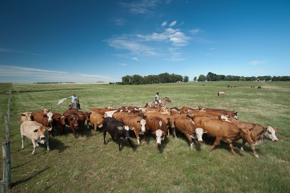 O número de gado bovino em fazendas brasileiras cresceu e atingiu o recorde de 218,23 milhões de cabeças em 2016, segundo o IBGE. Foto: Pixabay