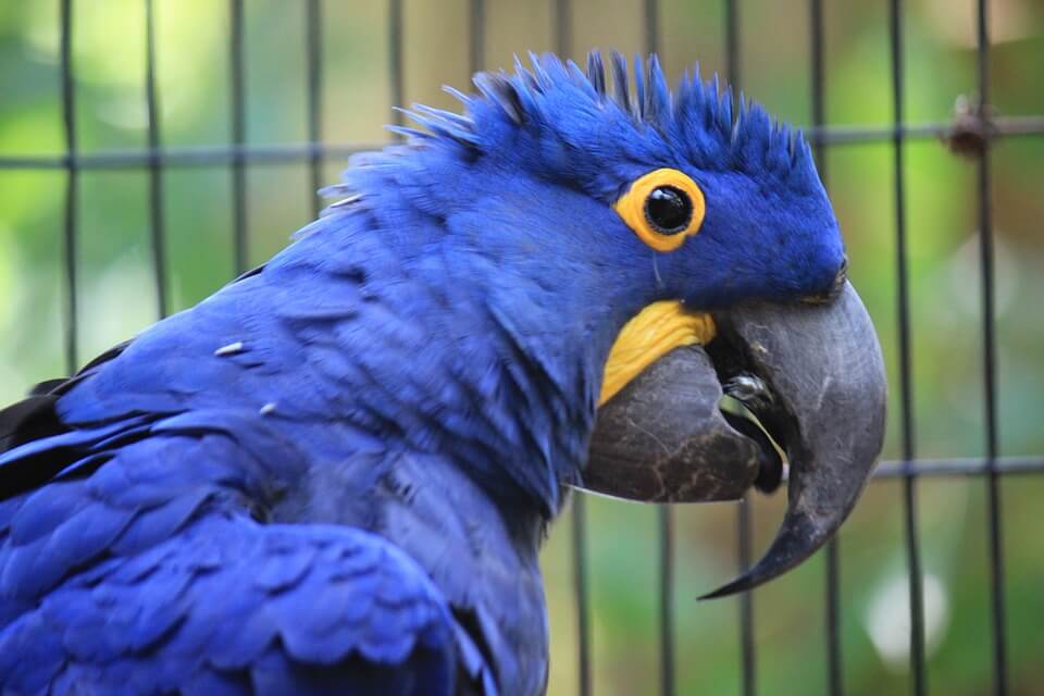 A arara-azul-grande é uma ave que ocorre nos biomas Floresta Amazônica e Cerrado. Atualmente, está ameaçada de extinção devido à caça, ao comércio clandestino e à destruição de seu habitat natural pelo homem.